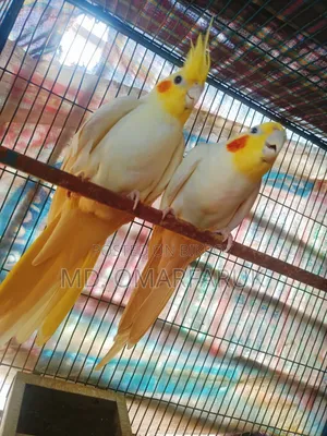 Running cockatiel birds with eggs for sale