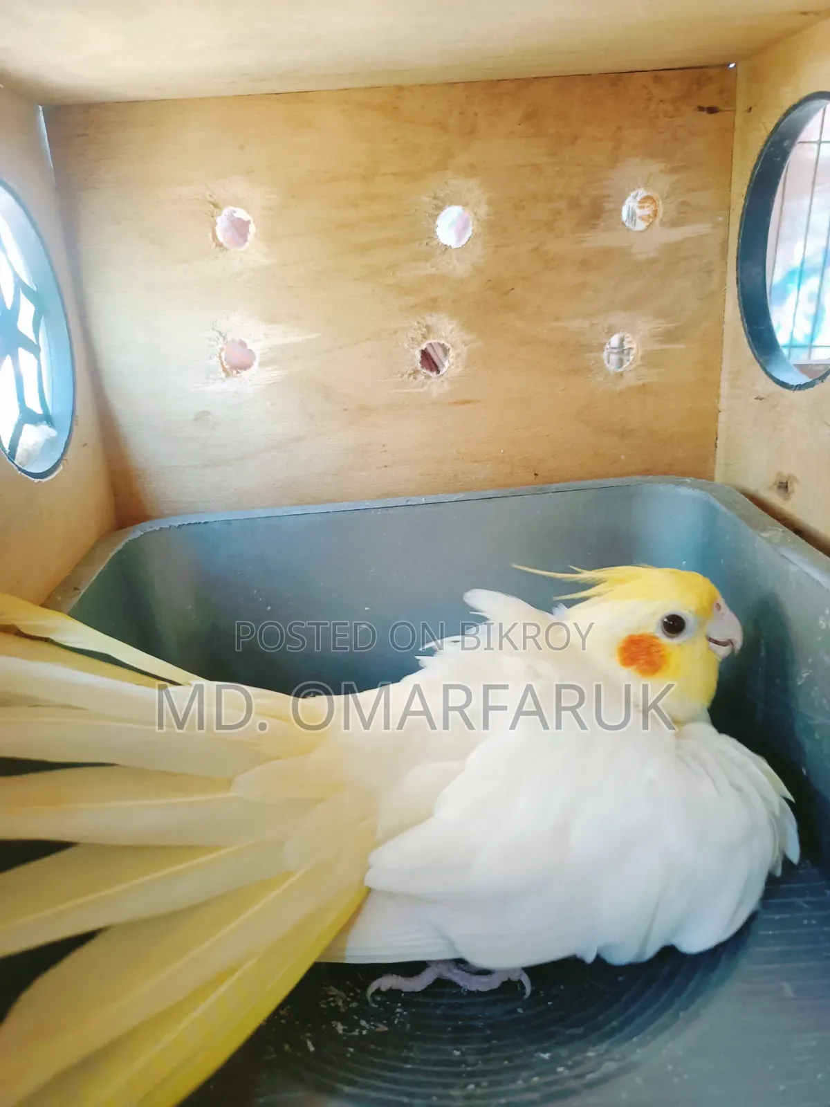 Running cockatiel birds with eggs for sale