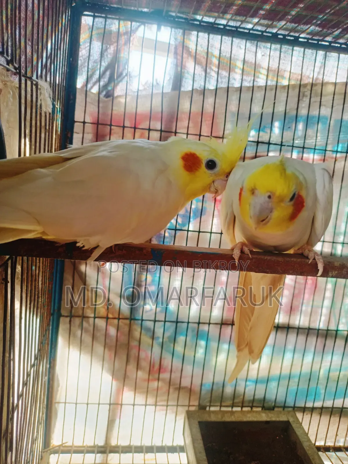 Running cockatiel birds with eggs for sale