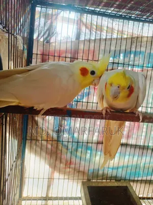Running cockatiel birds with eggs for sale