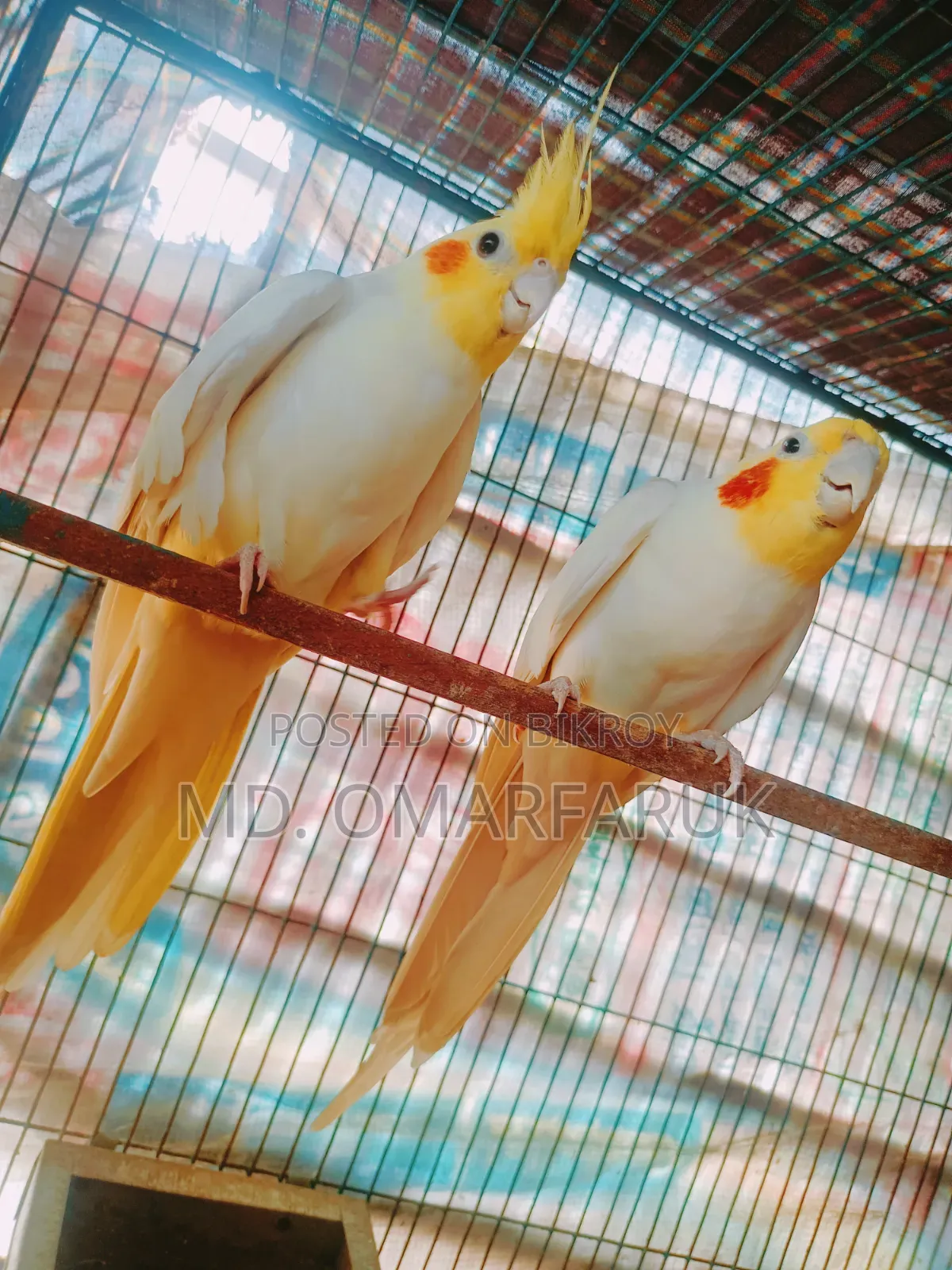 Running cockatiel birds with eggs for sale