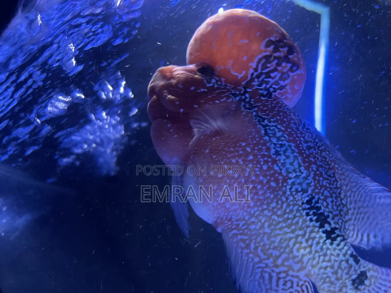 Flowerhorn
