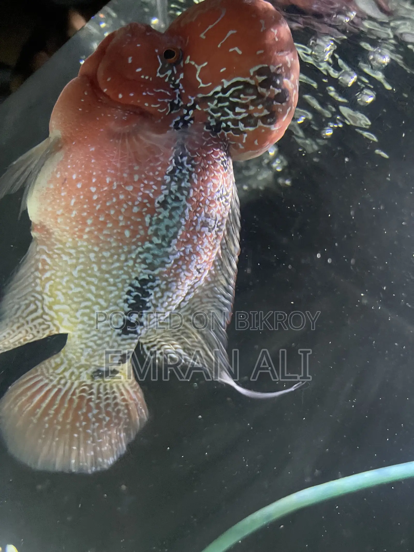 Flowerhorn