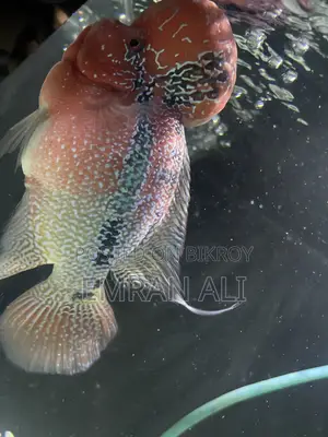 Flowerhorn