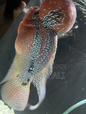 Flowerhorn
