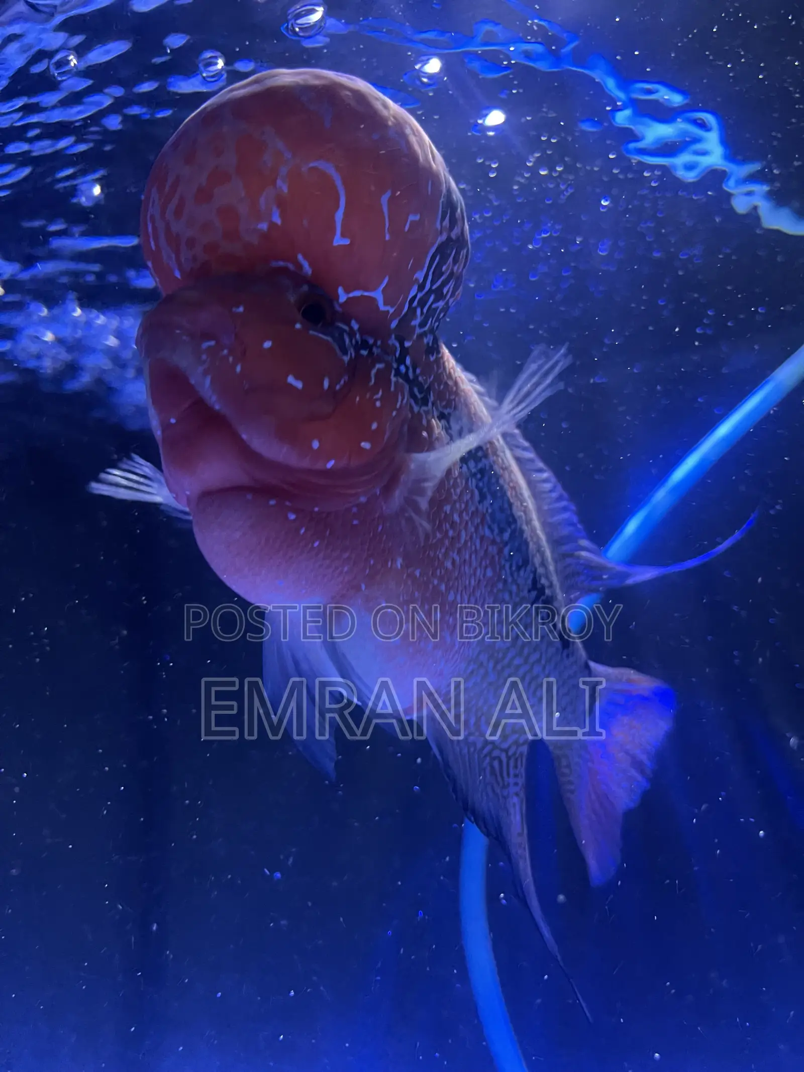 Flowerhorn