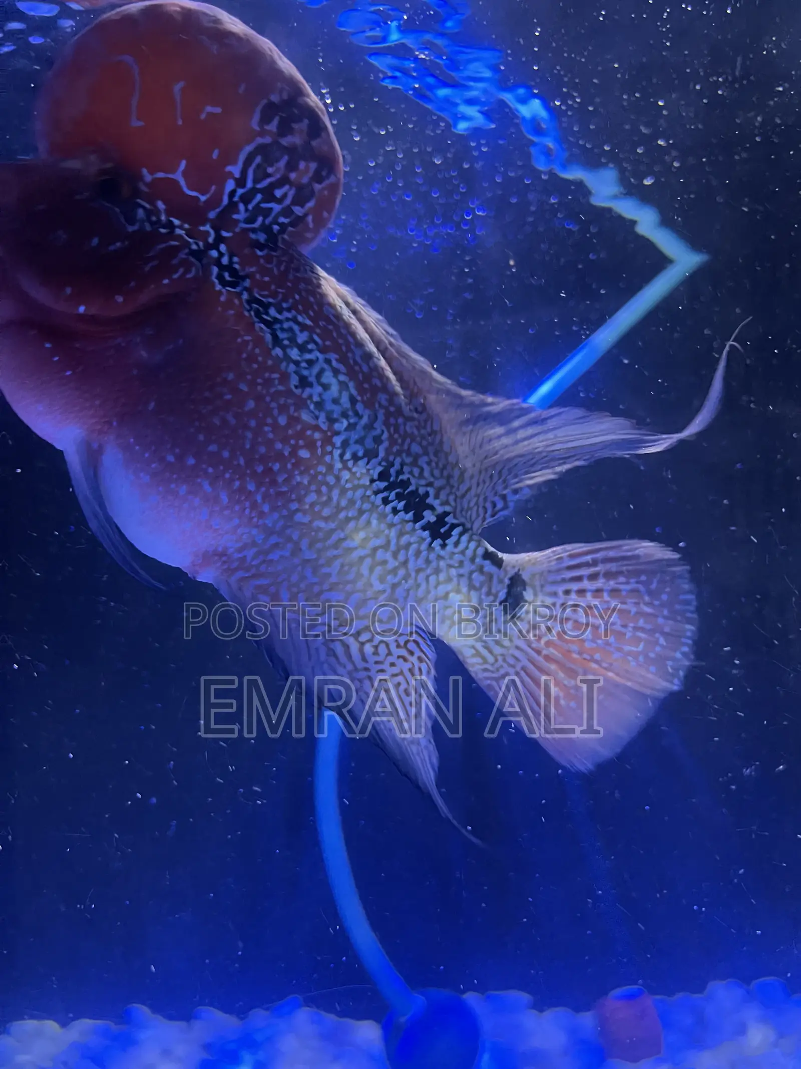Flowerhorn