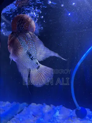 Flowerhorn
