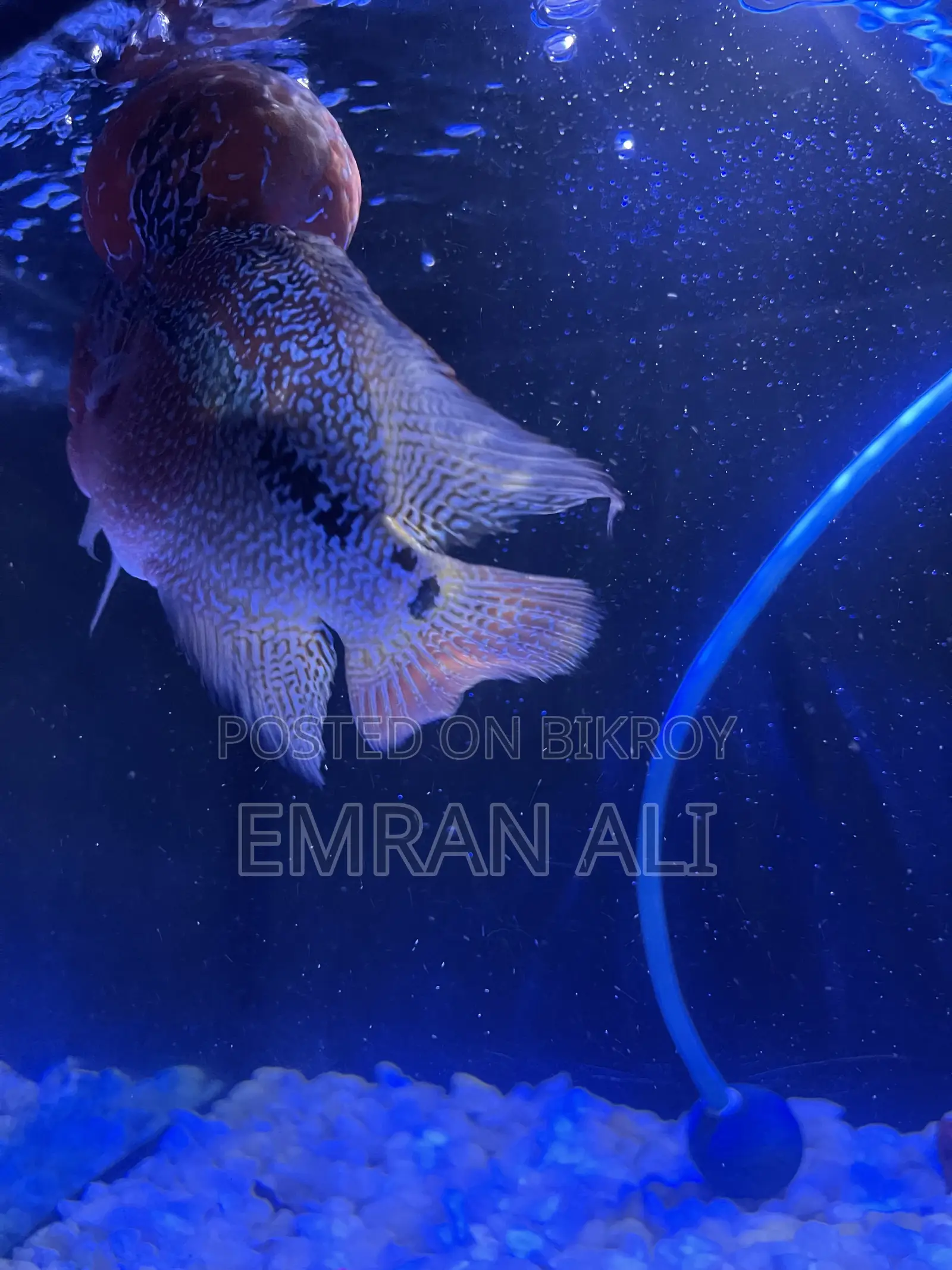 Flowerhorn