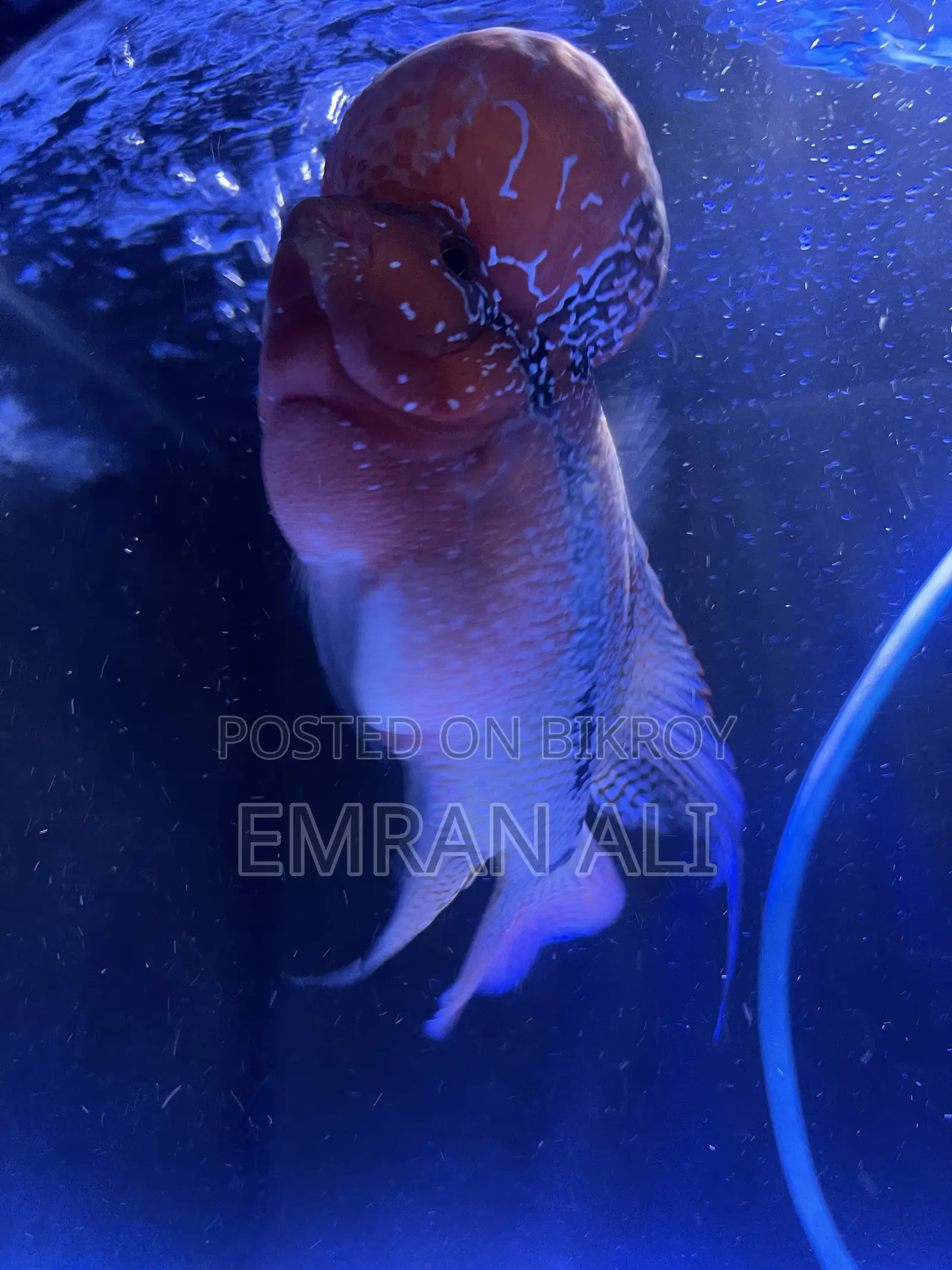 Flowerhorn