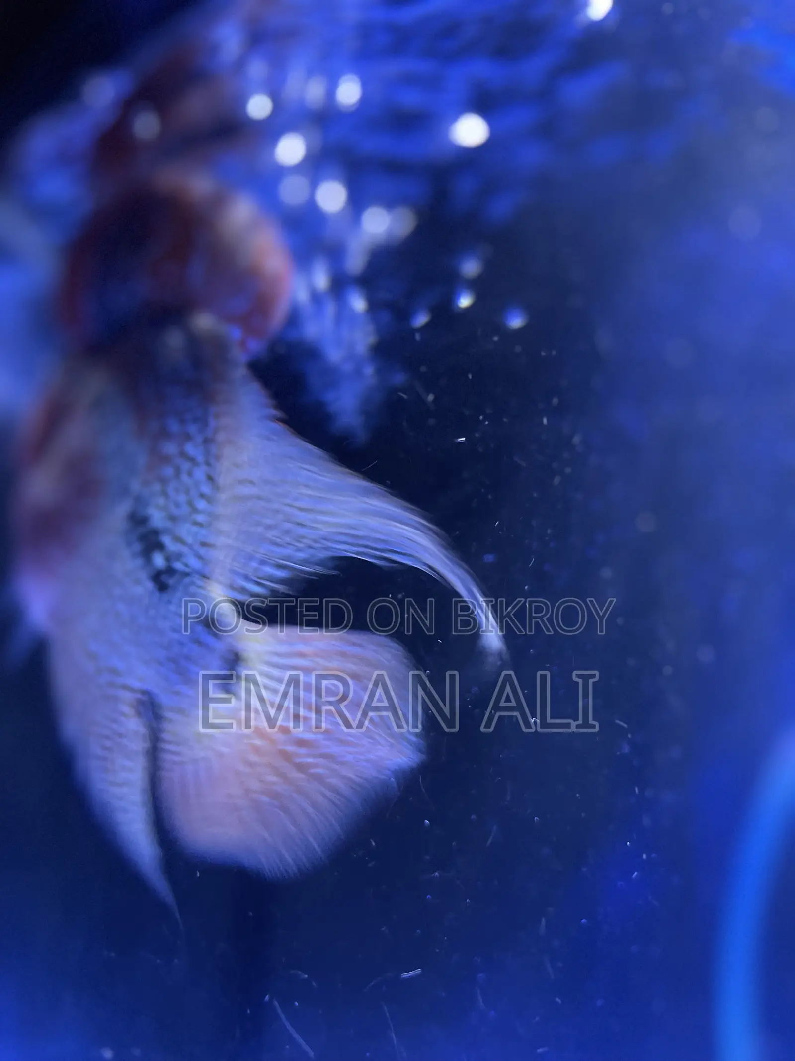 Flowerhorn