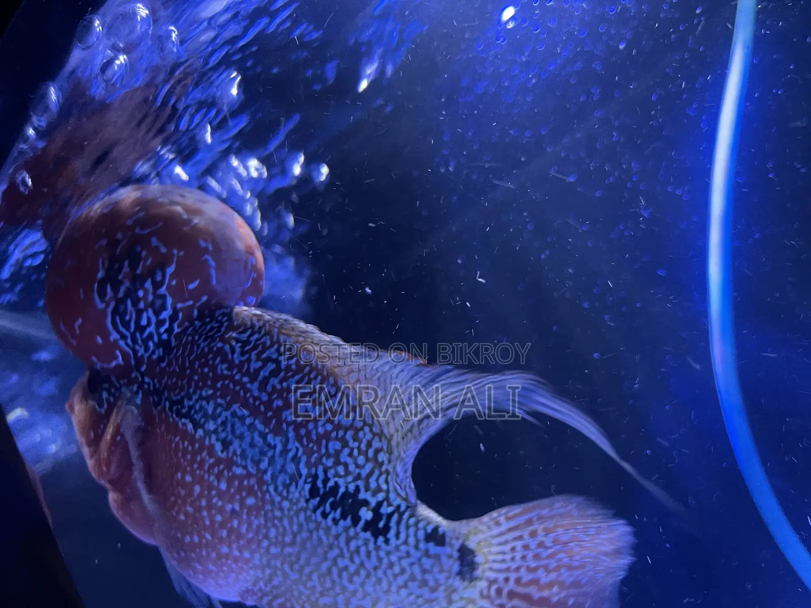 Flowerhorn
