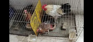 Country Hen