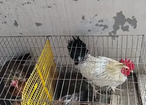 Country Hen