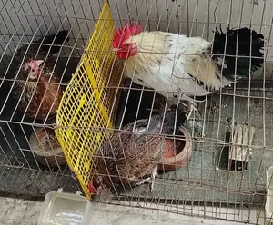 Country Hen