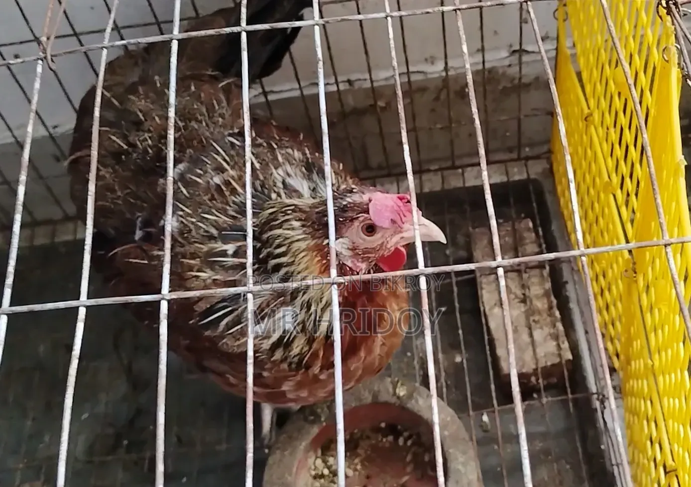 Country Hen