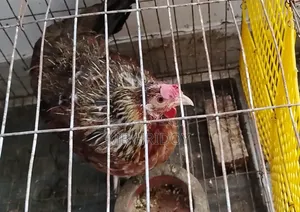 Country Hen