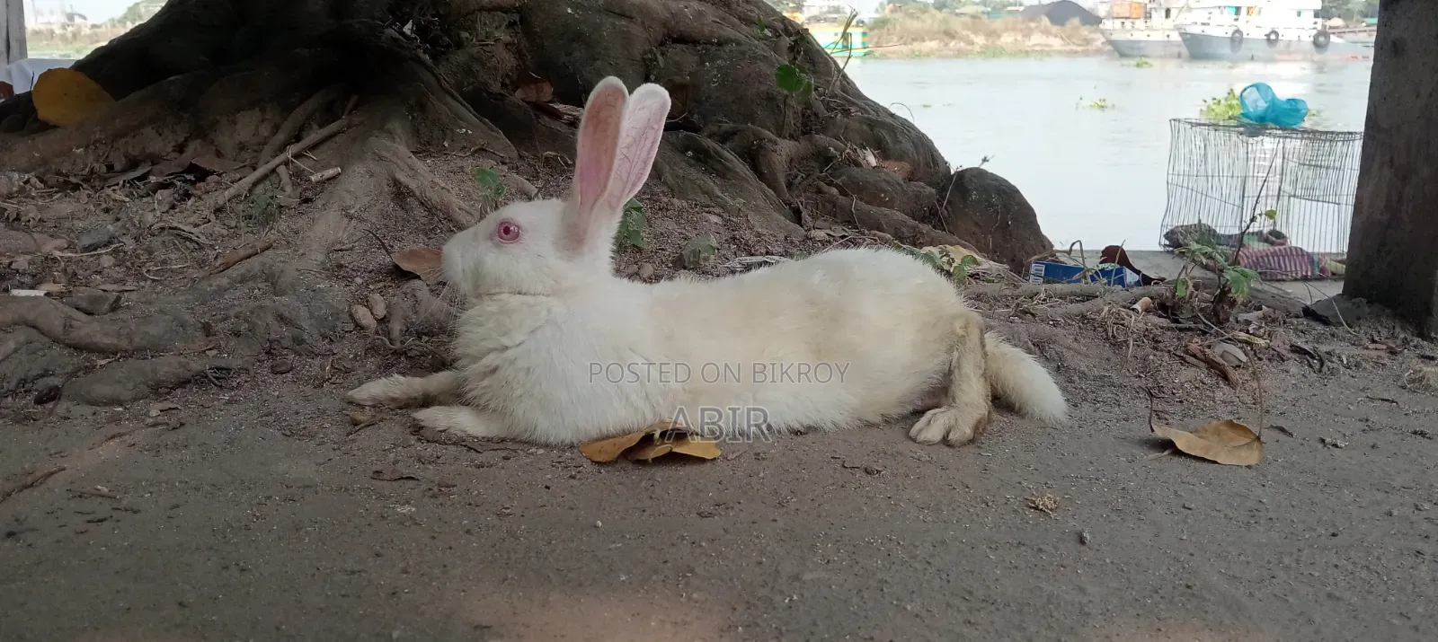 সাদা পুরুষ খরগোশ বিক্রি হবে, বয়স ৬ মাসের বেশি