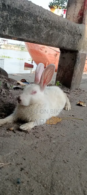সাদা পুরুষ খরগোশ বিক্রি হবে, বয়স ৬ মাসের বেশি