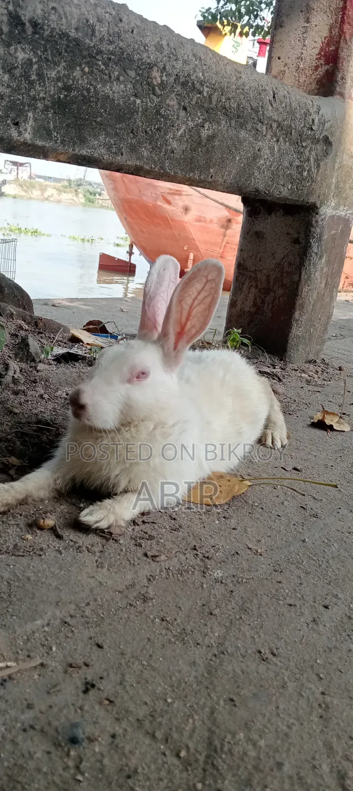 সাদা পুরুষ খরগোশ বিক্রি হবে, বয়স ৬ মাসের বেশি