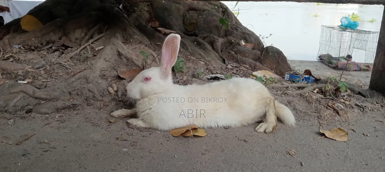 সাদা পুরুষ খরগোশ বিক্রি হবে, বয়স ৬ মাসের বেশি