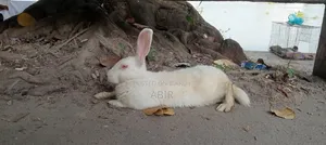 সাদা পুরুষ খরগোশ বিক্রি হবে, বয়স ৬ মাসের বেশি