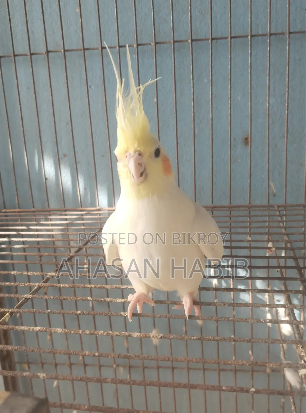 Cockatiel Bird