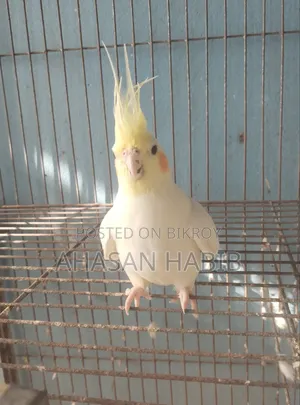 Cockatiel Bird
