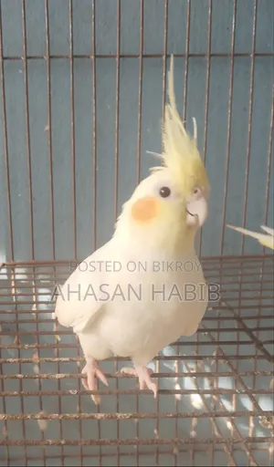 Cockatiel Bird