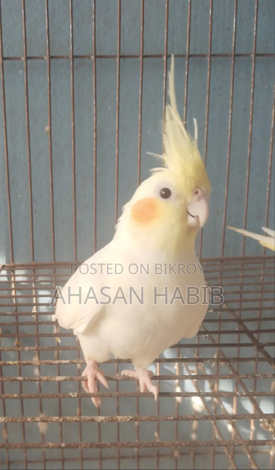 Cockatiel Bird