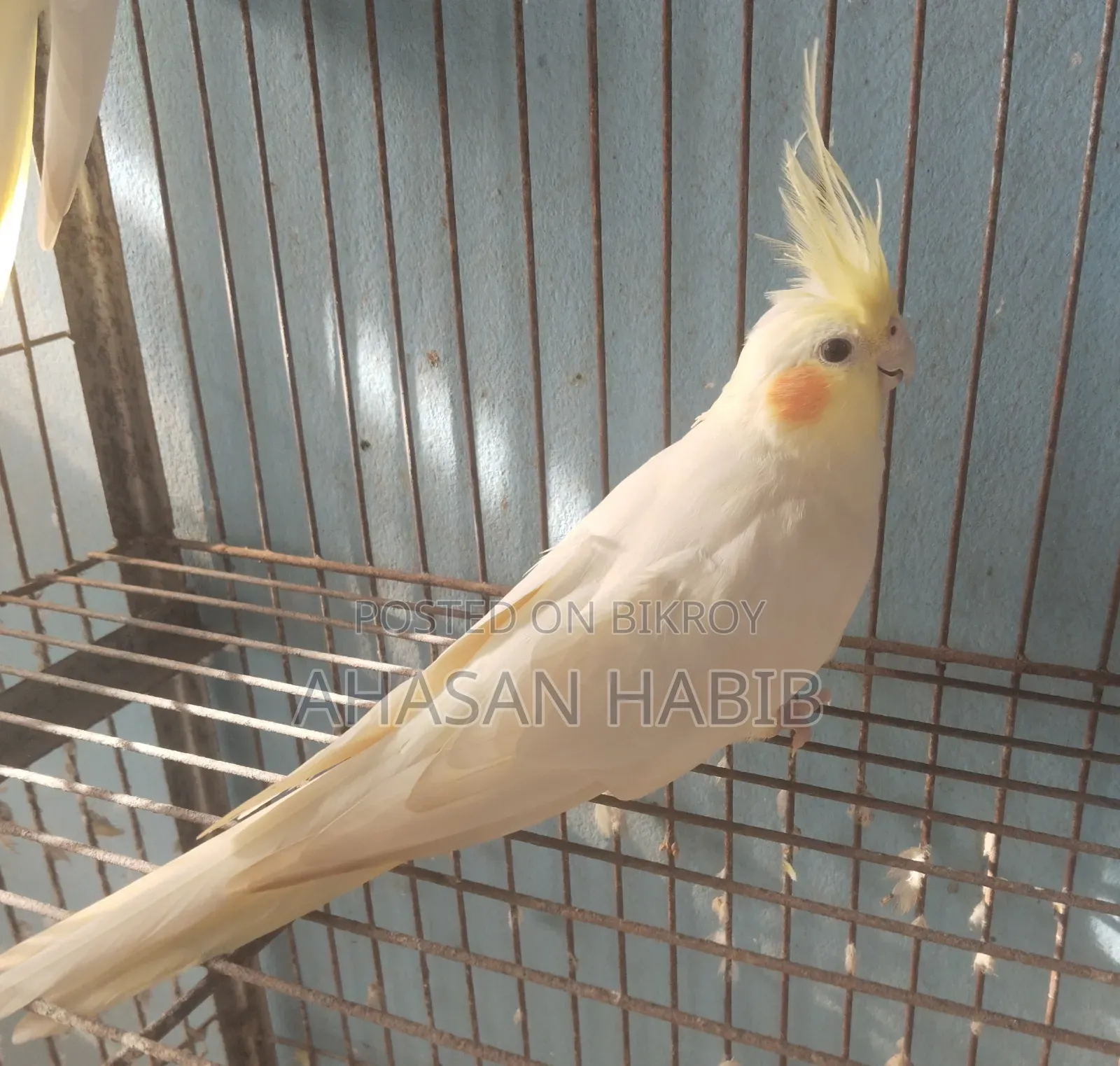 Cockatiel Bird