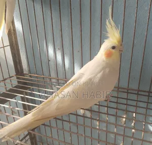 Cockatiel Bird