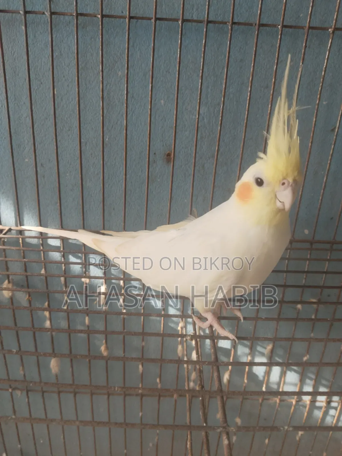 Cockatiel Bird