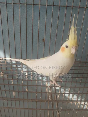 Cockatiel Bird