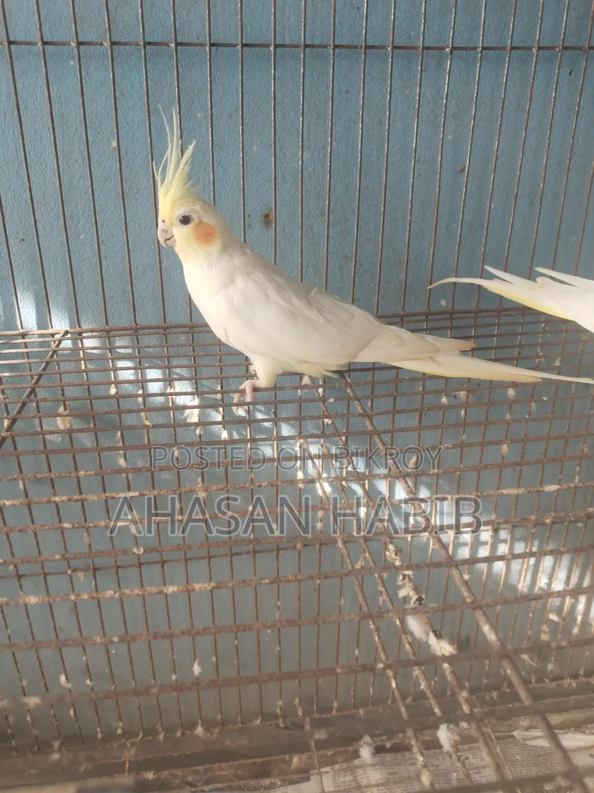 Cockatiel Bird