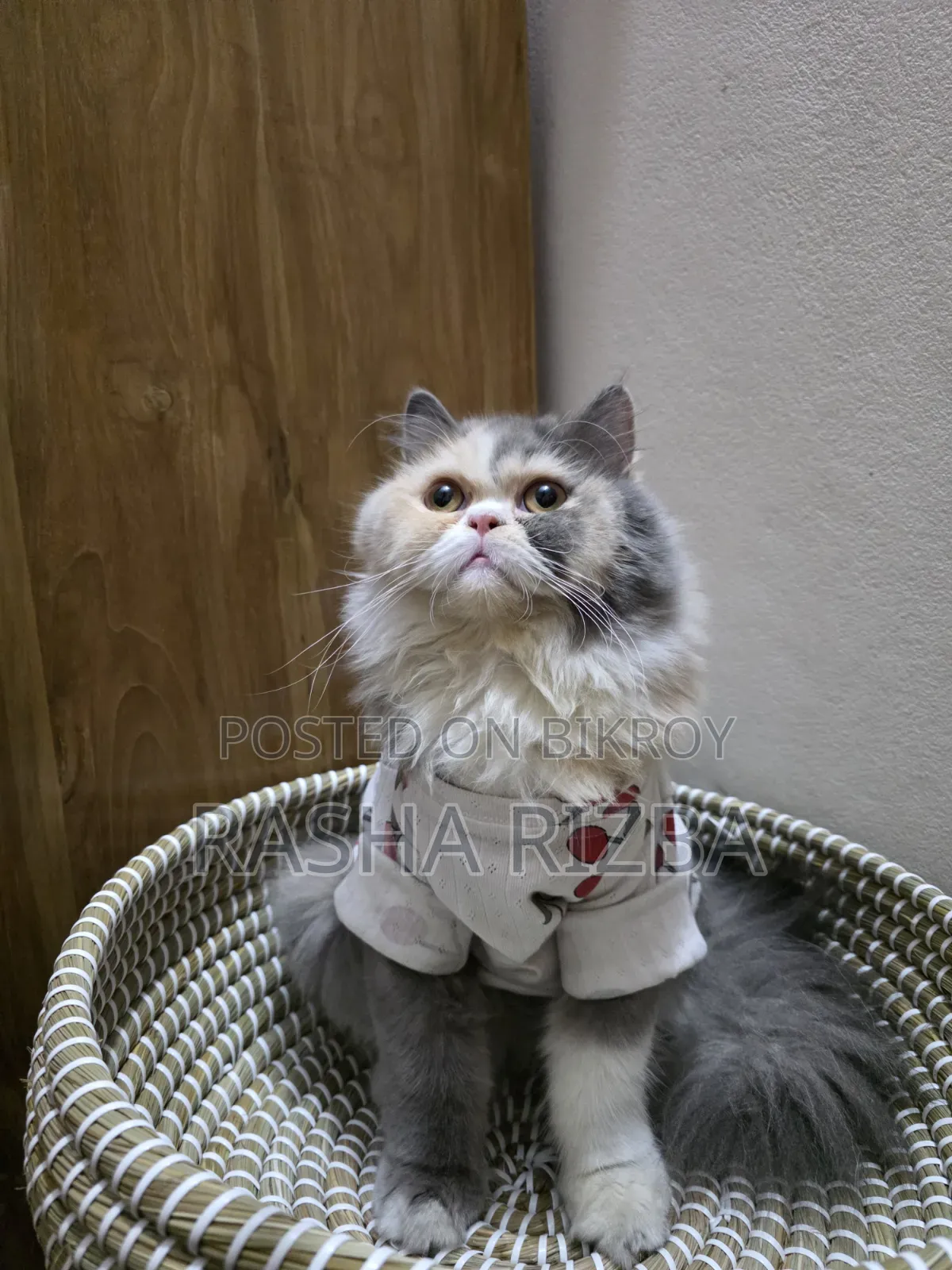 1+ Year Female Mixed Breed Persian