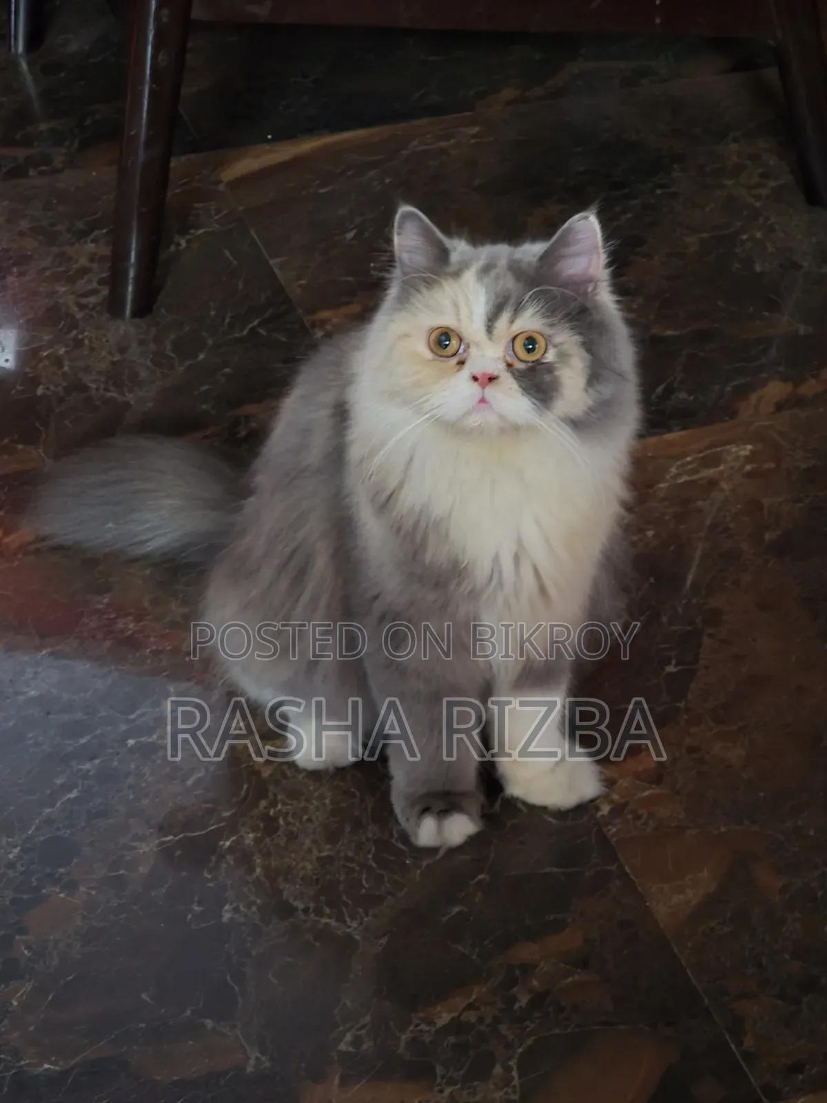 1+ Year Female Mixed Breed Persian