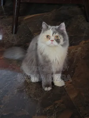 1+ Year Female Mixed Breed Persian