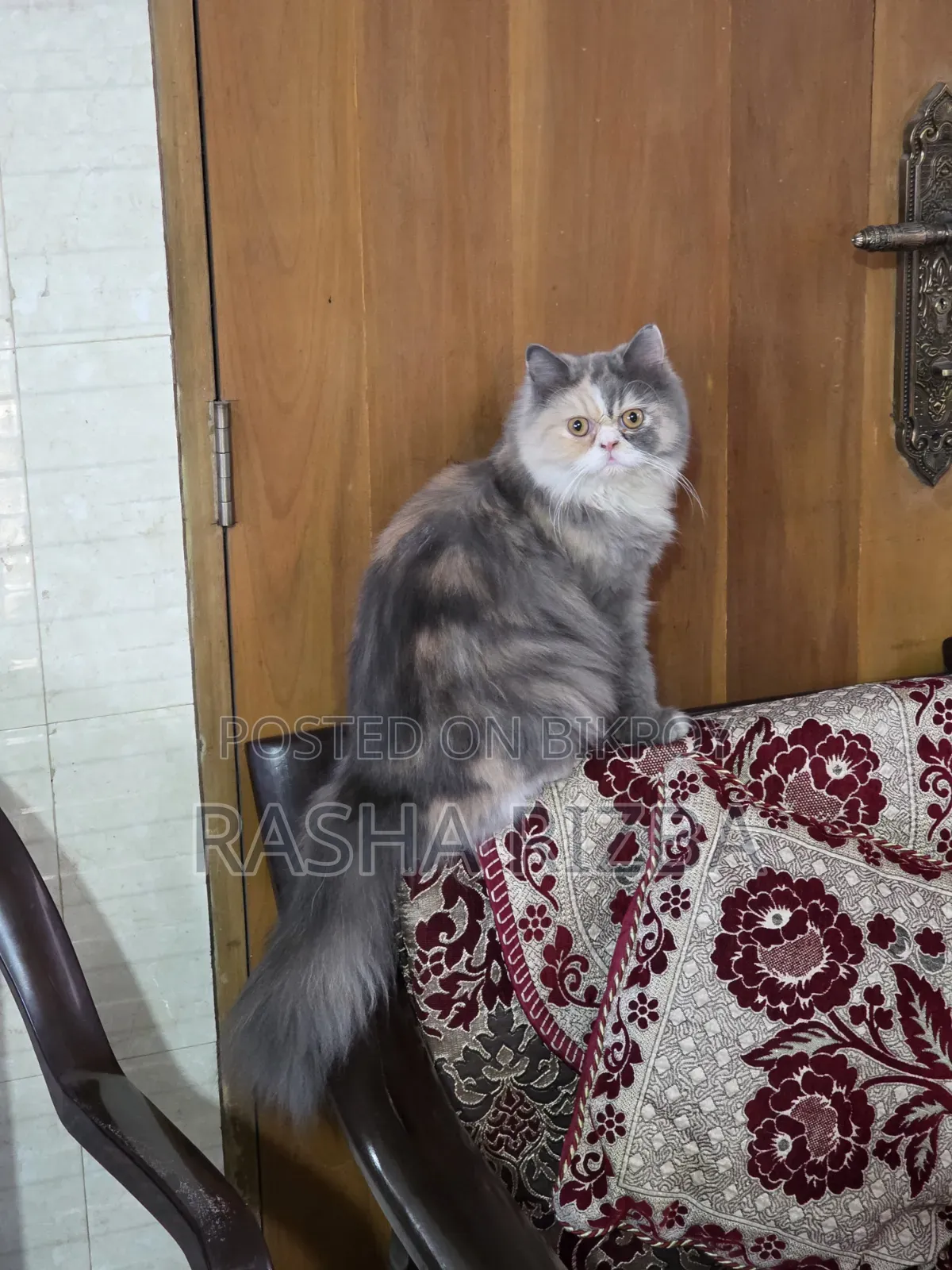 1+ Year Female Mixed Breed Persian