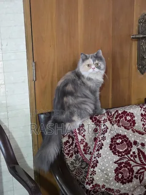1+ Year Female Mixed Breed Persian