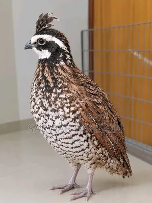 Bobwhite Quail Chicks