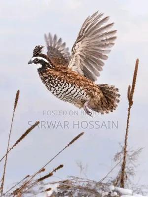 Bobwhite Quail Chicks