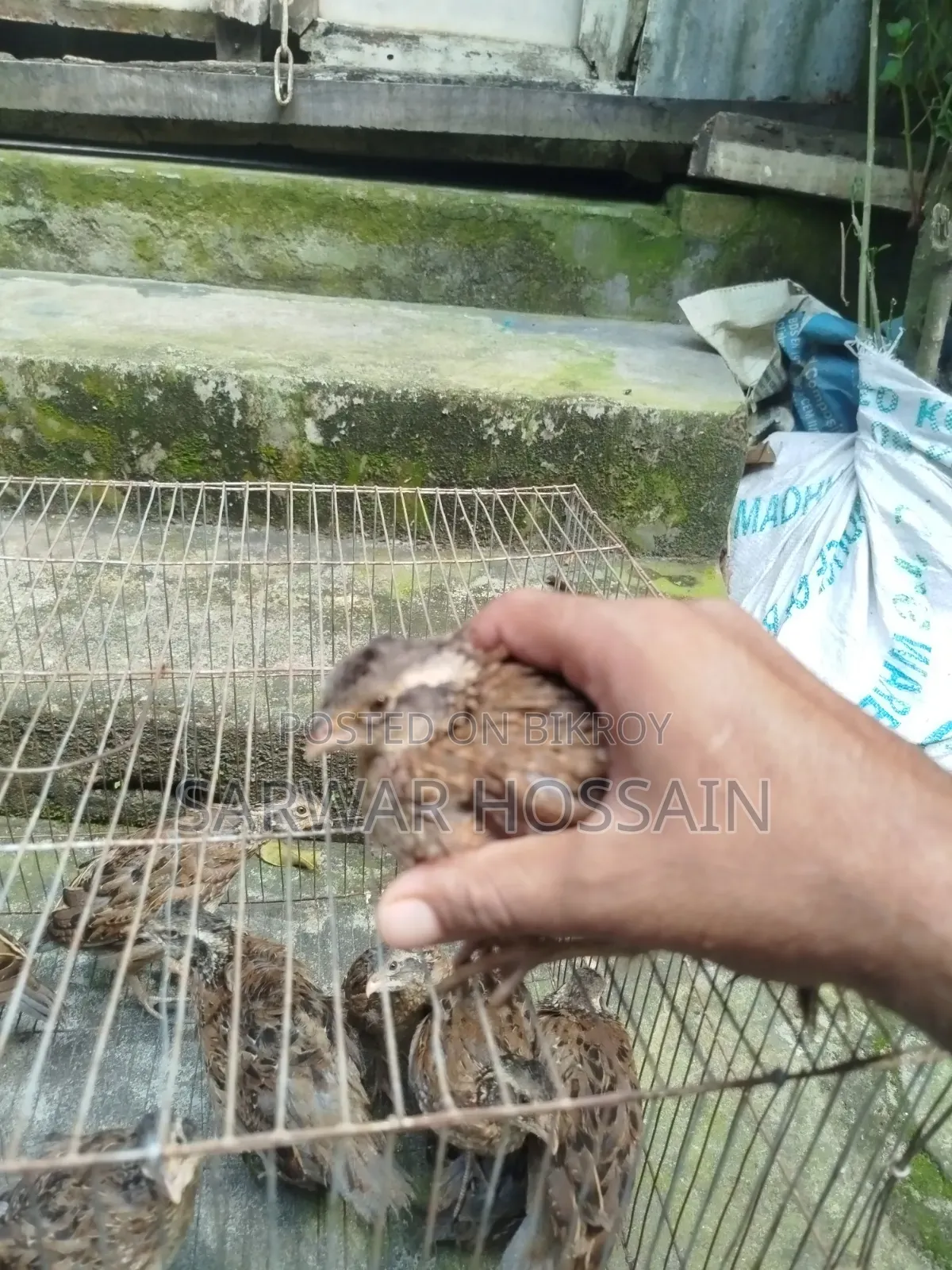 Bobwhite Quail Chicks