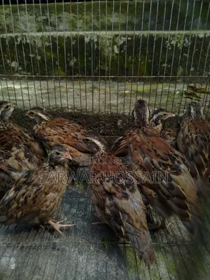 Bobwhite Quail Chicks