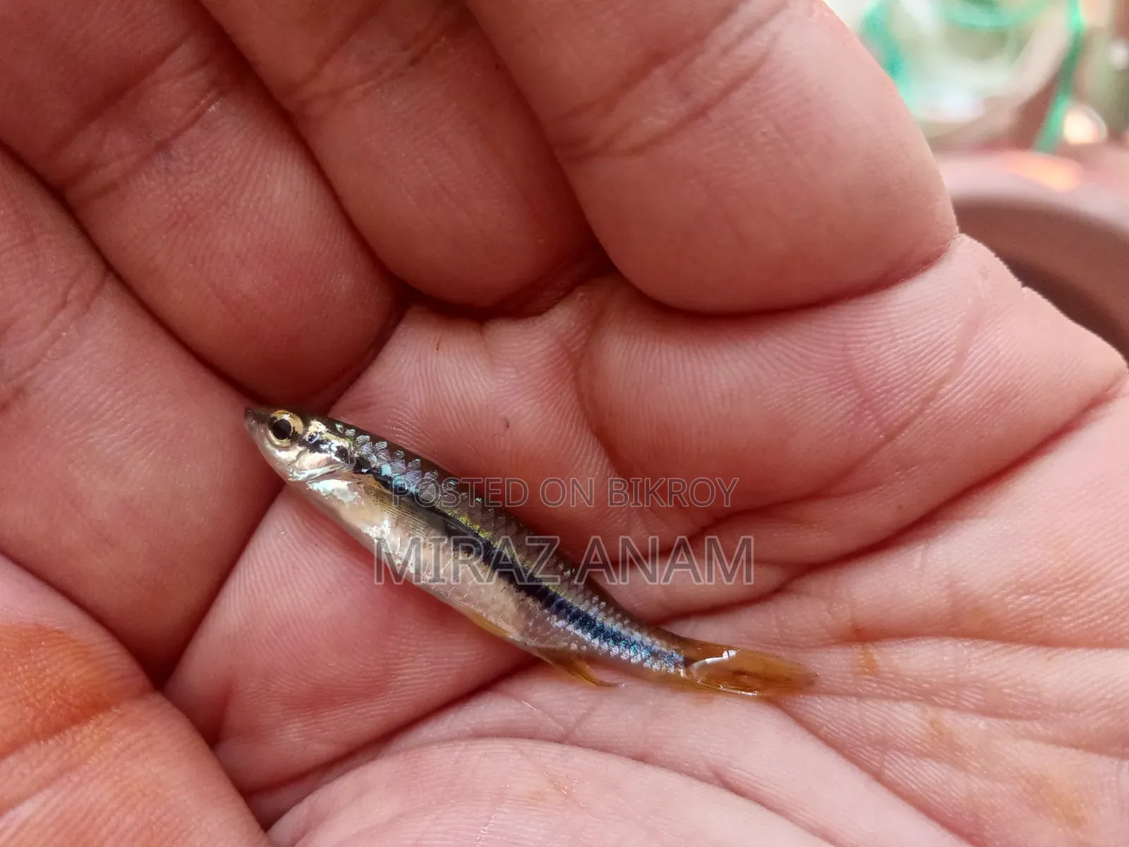 Croaking gourami and darkina fish