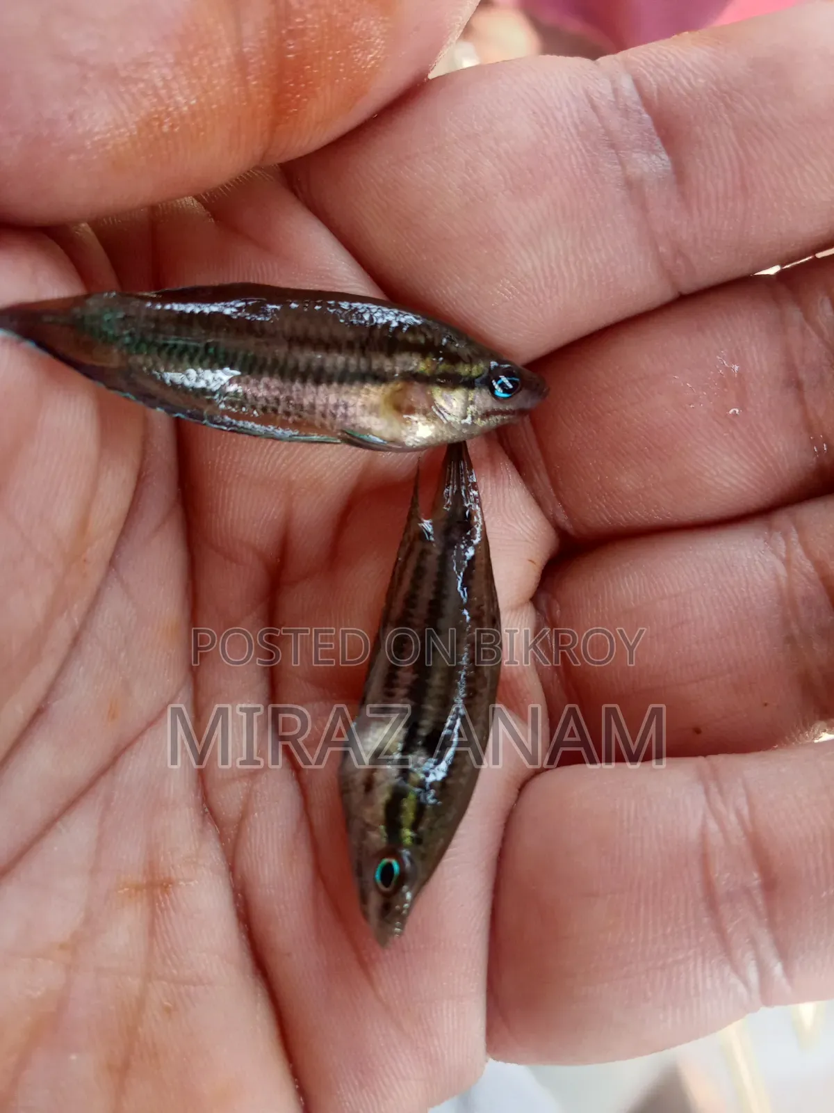 Croaking gourami and darkina fish