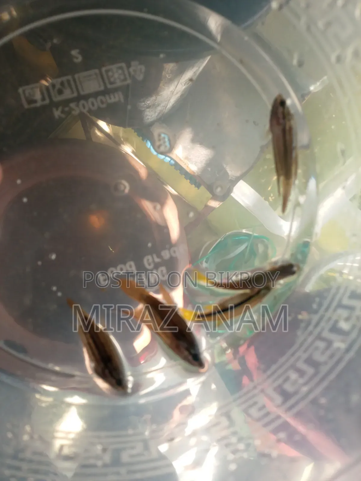 Croaking gourami and darkina fish
