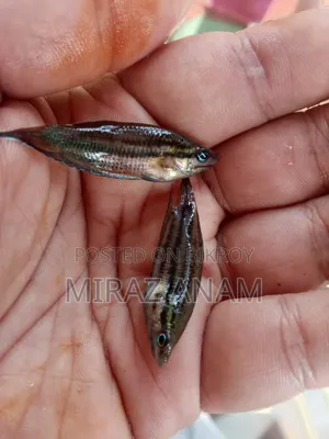 Croaking gourami and darkina fish