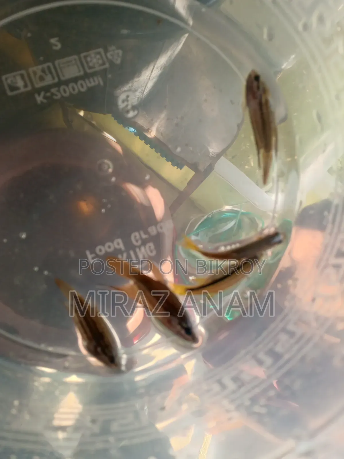 Croaking gourami and darkina fish