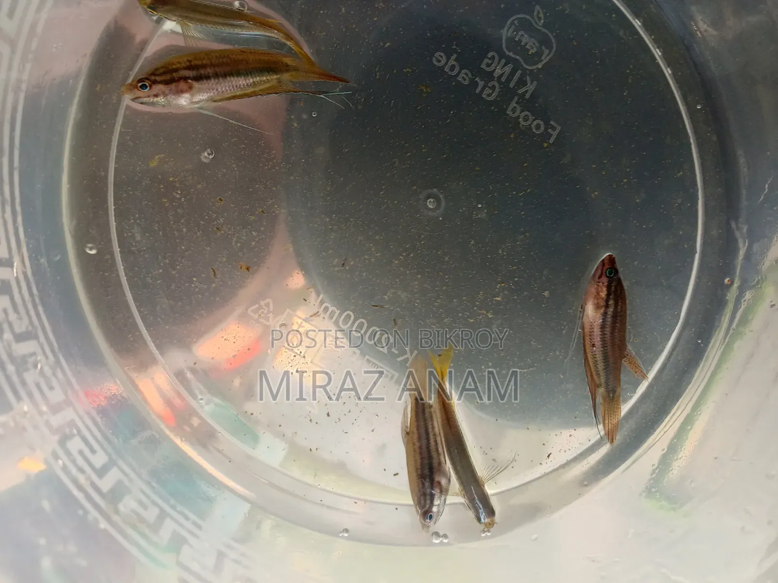 Croaking gourami and darkina fish